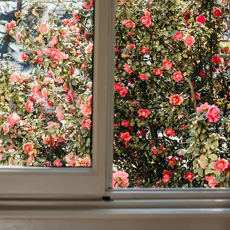 The Queen's - Candela *